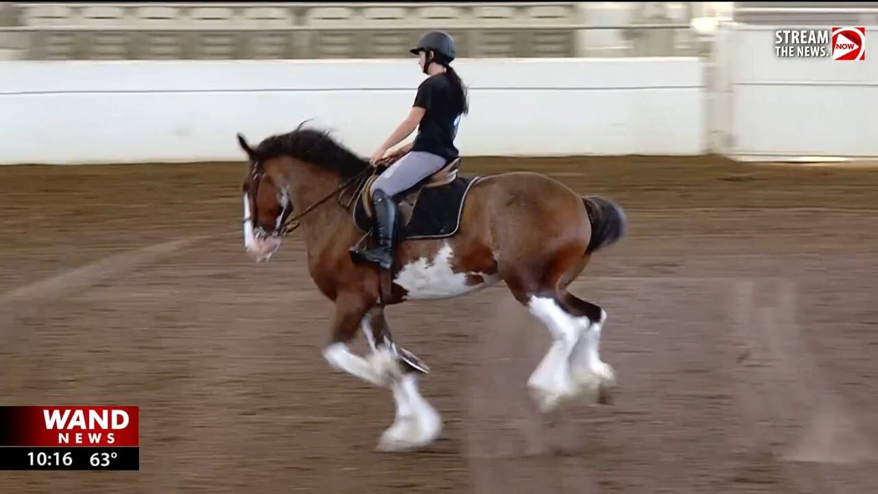 Horsing around: Springfield kicks off October with World Clydesdale Show